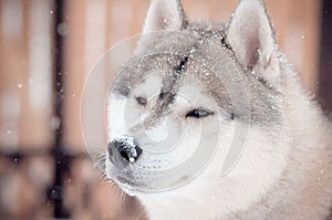Siberian husky dog grey and white snow on the nose wondering portrait in the snow meadow