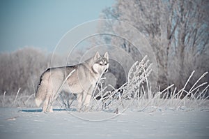 Siberian husky dog grey and white standins in the snow meadow