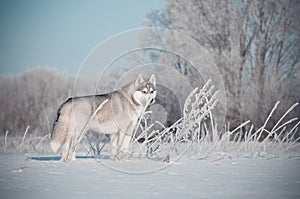 Siberian husky dog grey and white standins in the snow meadow photo