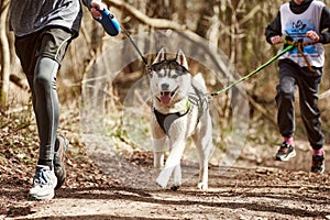 Siberian Husky dog in harness running between two men on autumn forest country road, urban mushing