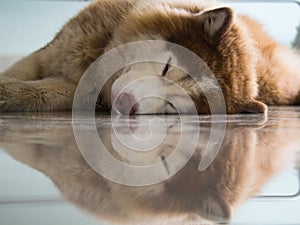 Siberian Husky Dog Have a Reflection of The Floor