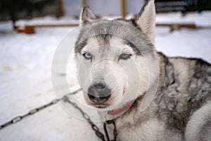 Siberian husky dog homeless in shelter on a walk outside in the winter in sunny weather