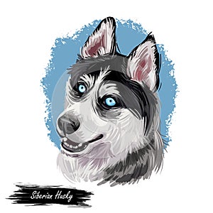 Siberian Husky dog hound with clear eyes digital art. Animal watercolor portrait closeup isolated muzzle of pet, canine