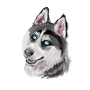 Siberian Husky dog hound with clear eyes digital art. Animal watercolor portrait closeup isolated muzzle of pet, canine hand drawn