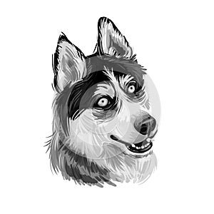 Siberian Husky dog hound with clear eyes digital art. Animal watercolor portrait closeup isolated muzzle of pet, canine hand drawn