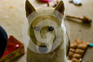 Siberian husky dog isolated on gray. Portrait confused funny sled-dog with blue eyes and with pressed ears. Siberian husky dog