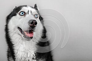 Siberian husky dog isolated on gray. Portrait confused funny sled-dog with blue eyes and with pressed ears.