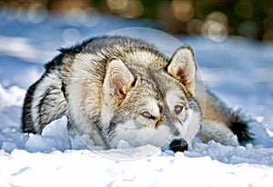 Siberian Husky Dog Laying In Snow