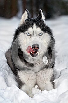 Siberian husky dog lies on the snow and licks nose.