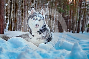 Siberian husky dog lies on snow in winter forest. Beautiful dog breed black and white color, blue eyes and with snow on muzzle.