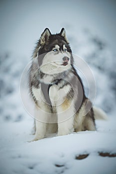 the siberian husky dog is looking into the distance, sitting in snow
