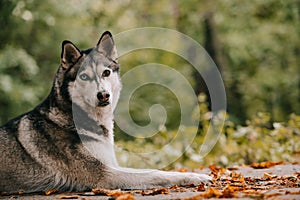 siberian husky dog lying