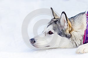 Siberian husky dog lying on snow, Close up outdoor face portrait, Sled dogs race training in cold snow weather, Strong, cute and