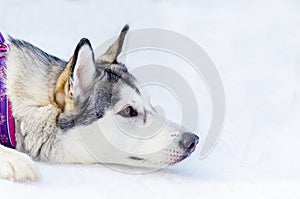 Siberian husky dog lying on snow. Close up outdoor face portrait. Sled dogs race training in cold snow weather. Strong, cute and