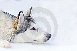 Siberian husky dog lying on snow. Close up outdoor face portrait. Sled dogs race training in cold snow weather. Strong, cute and