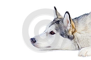 Siberian husky dog lying on snow, isolated portrait. Close up outdoor face portrait. Sled dogs race training in cold snow weather