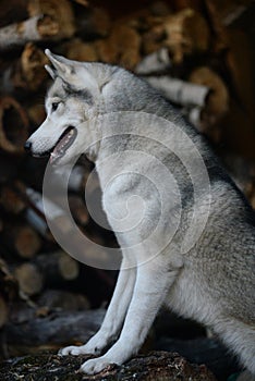 Siberian husky dog near woodpile firewood