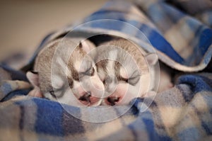 Siberian husky dog newborn puppies studio portrait on the blanket