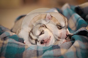 Siberian husky dog newborn puppies studio portrait on the blanket