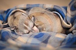 Siberian husky dog newborn puppies studio portrait on the blanket photo