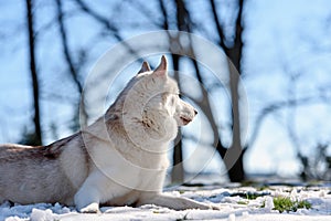 Siberian husky dog in outdoore