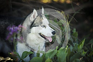 Siberian Husky dog outdoors