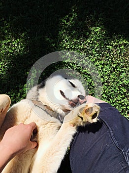 A Siberian husky dog outside smiling cute puppy love pet grass Everest
