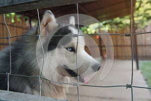 Siberian husky dog pitiful eyes lock in a cage.