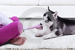 Siberian husky dog playing a sock at home