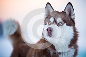 Siberian husky dog portrait