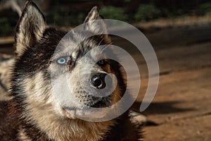 Siberian Husky dog portrait with blue eyes. Husky dog has black and white coat color