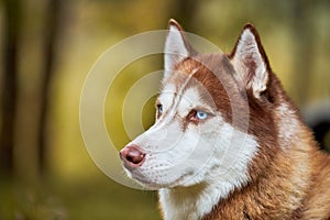 Siberian Husky dog portrait close up, Siberian Husky face side view, Husky dog muzzle sled dog breed