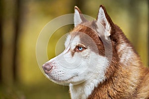 Siberian Husky dog portrait close up, Siberian Husky face side view, Husky dog muzzle sled dog breed