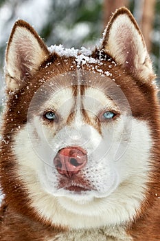 Siberian Husky dog portrait close up, Siberian Husky head front view with red brown coat color and blue eyes, sled dog