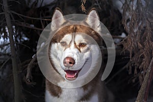 Siberian Husky dog portrait, closeup. Husky dog in winter forest on dark background.