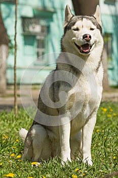 Sibirisch heiser der Hund 