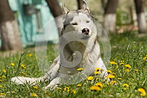 Sibirisch heiser der Hund 