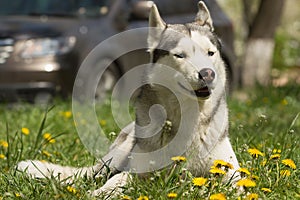 Sibirisch heiser der Hund 