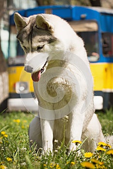 Sibírsky chrapľavý pes 