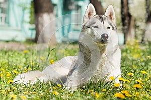 Sibirisch heiser der Hund 