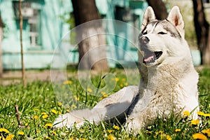 Sibirisch heiser der Hund 