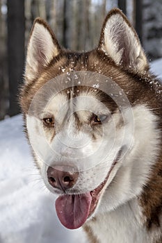 Siberian husky dog portrait on snowy winter forest background.