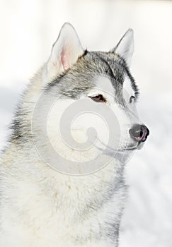 Siberian husky dog portrait at winter