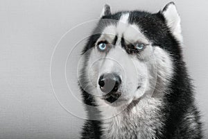 Siberian husky dog with pressed ears isolated on gray. Portrait confused funny sled-dog with blue eyes.