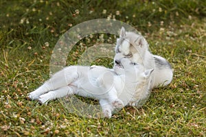 Siberian Husky dog puppies play outdoors