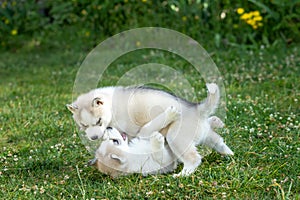 Siberian Husky dog puppies play outdoors