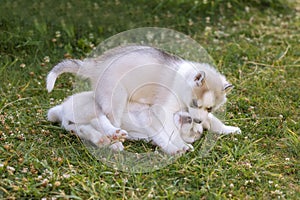 Siberian Husky dog puppies play outdoors