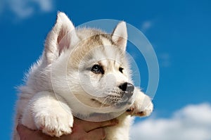 Siberian husky dog puppy