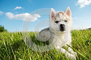 Siberian husky dog puppy
