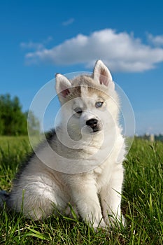 Siberian husky dog puppy